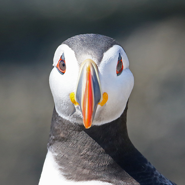 Papegaaiduiker Farne Islands